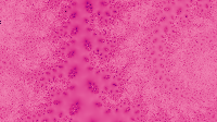 The fractal '2015-07-03' is computing, please be patient :)