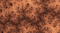 The Fractal '2019-09-21' is computing, please be patient :)